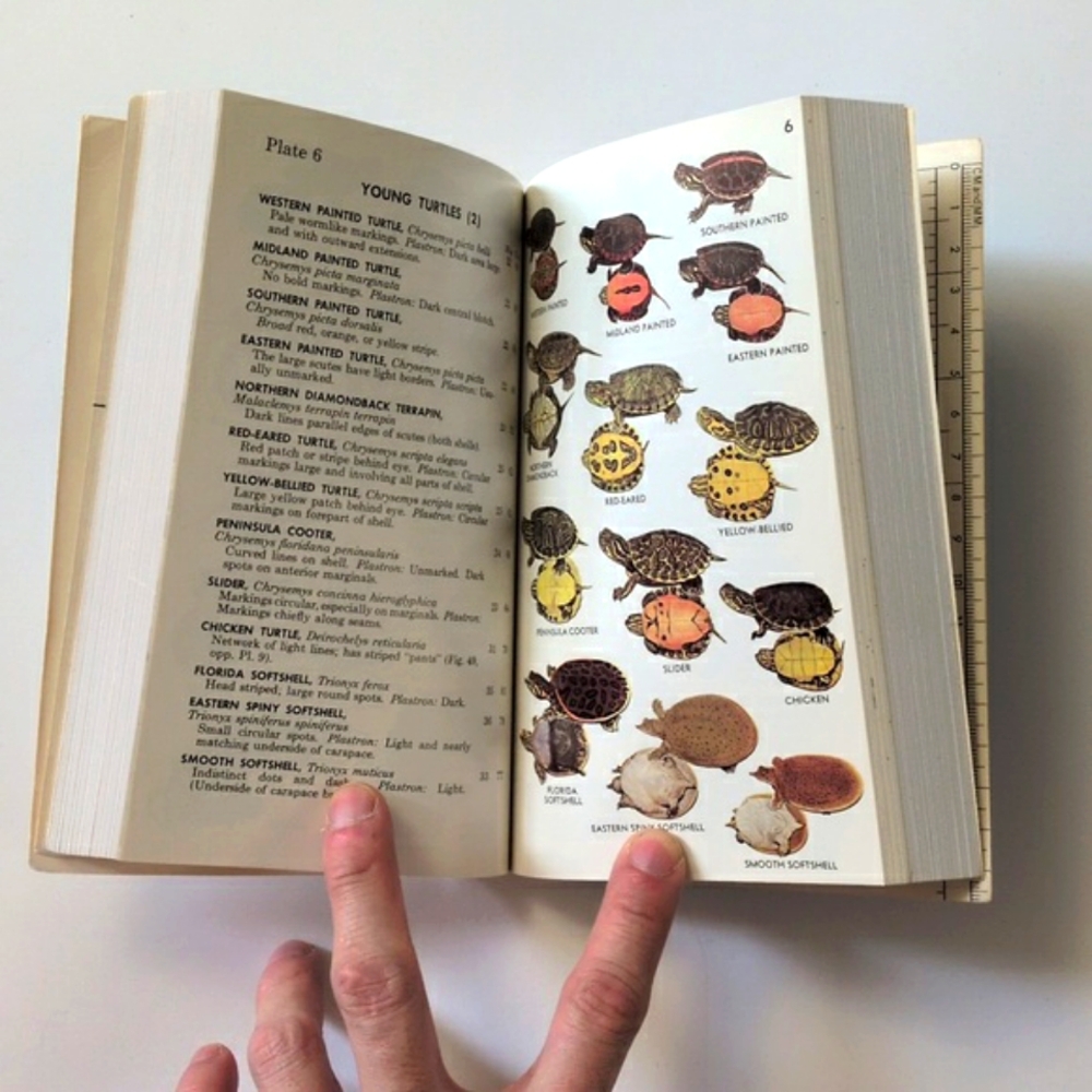 A Field Guide to Reptiles and Amphibians of Eastern/Central North America - Picture 8 of 16